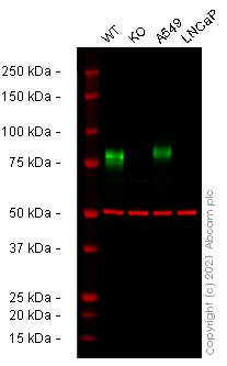 Anti-CD44 antibody [EPR1013Y] - Low endotoxin, Azide free(ab246690)