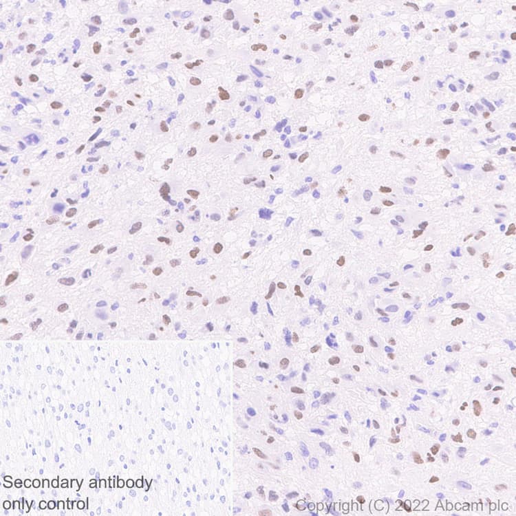Anti-IKKi/IKKe+NAK/TBK1 antibody [EPR25258-15](AB289973)