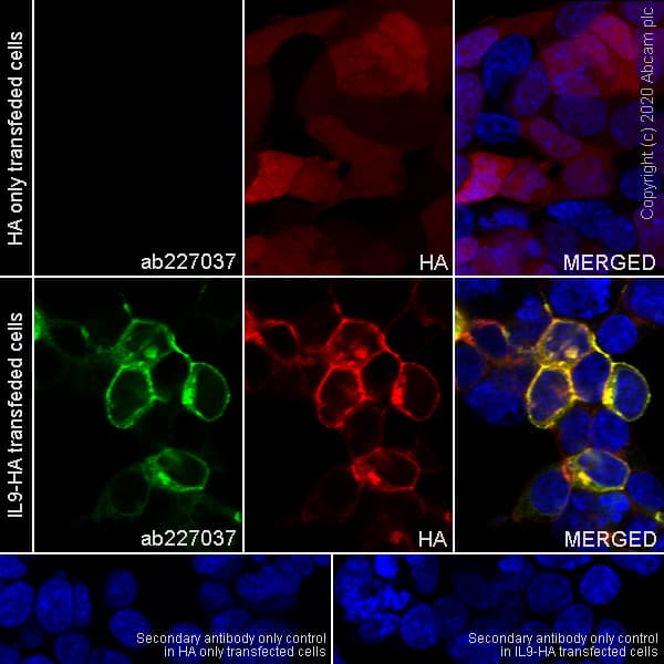 Il 9 Antibody Epr23484 151 Bsa And Azide Free Ab272699  Immunocytochemistry Immunofluorescence Img89441
