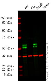 Anti-MEF2C antibody [EPR19089-202] - BSA and Azide free(AB231859)