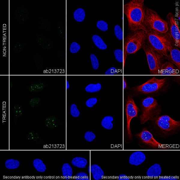 Anti-Bmi1 (phospho T275) antibody [EPR19848](AB213723)