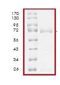 Ab63209  Sds Page Img10710