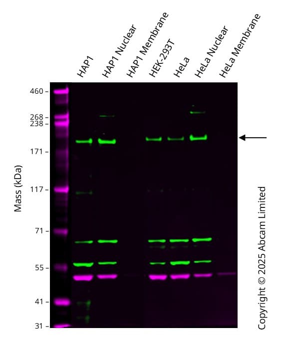 Anti-Brd4 antibody [EPR25425-23](AB289886)