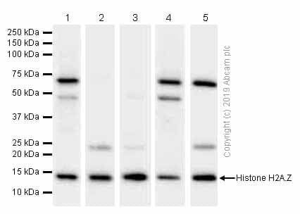 Anti-Histone H2A.Z antibody [EPR6171(2)(B)] - ChIP Grade(AB150402)