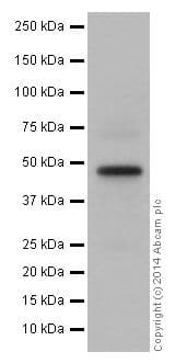 Anti-GATA3 antibody [EPR16651] - ChIP Grade(AB199428)
