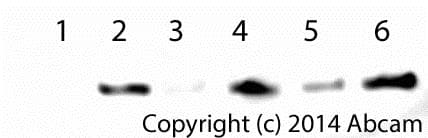 Cytochrome c Release Assay Kit(ab65311)