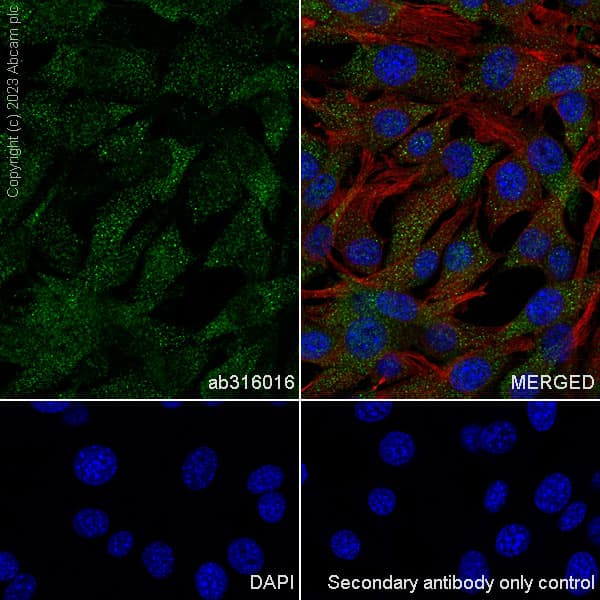 Anti-Aldose reductase antibody [EPR28780-7] - BSA and Azide free(AB316017)