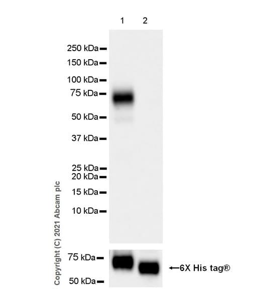 Anti-DDR2 antibody [EPR18826-119] - BSA and Azide free(AB280369)