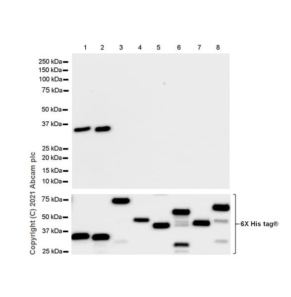 Anti-SYT2 + SYT1 antibody [EPR23920-2](AB259977)