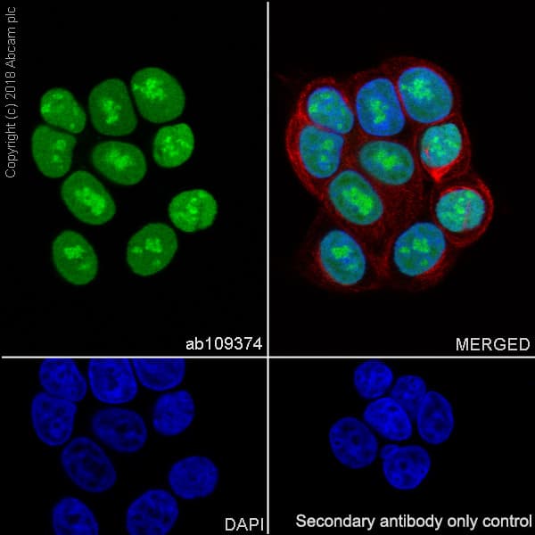 Anti-Topoisomerase I antibody [EPR5375](AB109374)