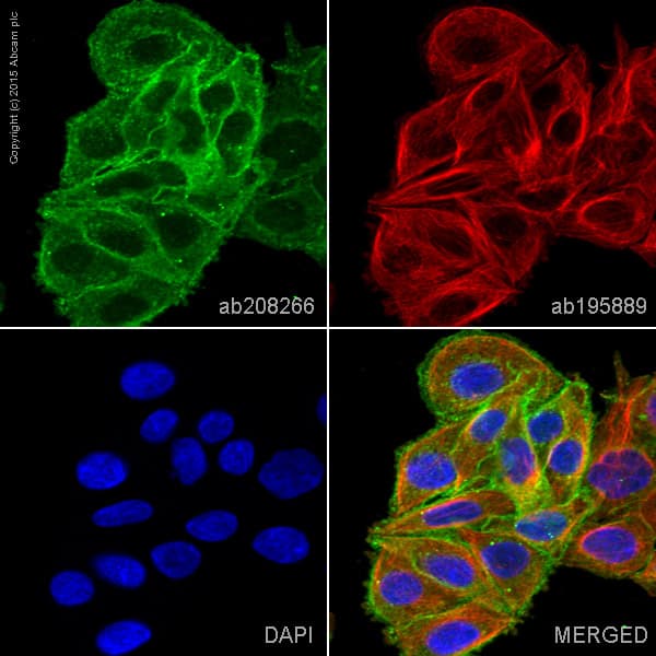 Alexa Fluor® 488 Anti-PLP2 antibody [EPR14238(B)](AB208266)