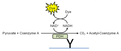Pyruvate dehydrogenase (PDH) Enzyme Activity Microplate Assay Kit(AB109902)