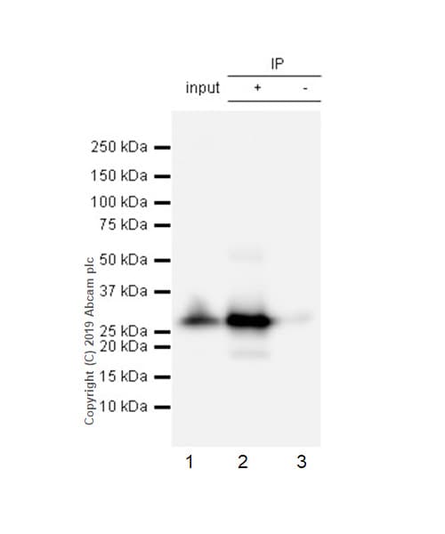 Lin28a Antibody Epr4640 Bsa And Azide Free Ab226089  Immunoprecipitation Img4095