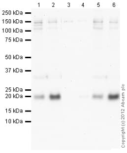 Goat Rabbit Igg H L Hrp Preadsorbed Ab97080  Western Blot Img135127