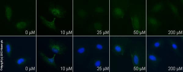 Resveratrol, Antioxidant polyphenol(AB120726)