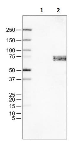 Anti-SOX11 antibody [CL0143](AB242203)