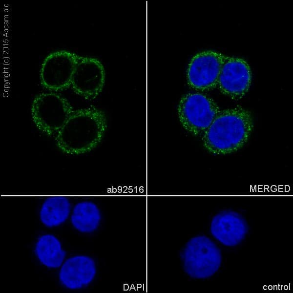 Anti-Calreticulin antibody [EPR3924] - ER Marker(AB92516)