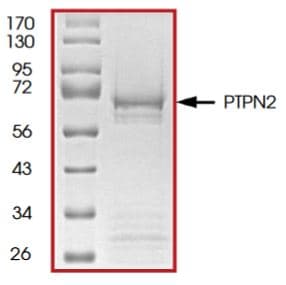 Ab268903  Sds Page Img37099