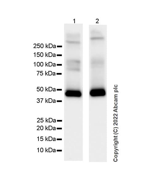 Gaba A Receptor Alpha 2 Gabra2 Antibody Epr26485 185 Bsa And Azide Free Ab307360  Western Blot Img405551