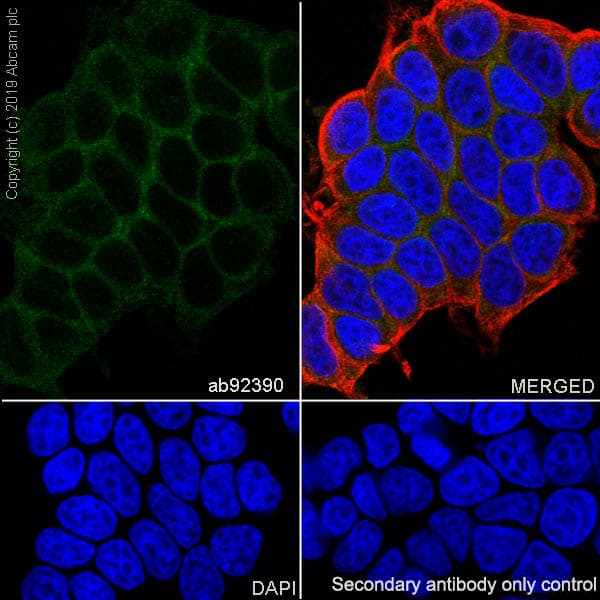 Anti-Pumilio 2 antibody [EPR3813] - BSA and Azide free(AB239909)