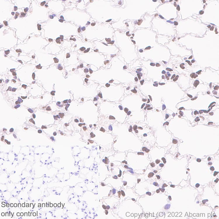 Anti-HCF-1 / Host Cell Factor C1 antibody [EPR25290-18](AB289975)