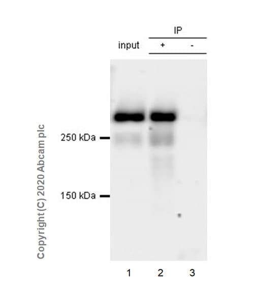 Anti-NG2 antibody [EPR23976-145] - BSA and Azide free(AB275038)