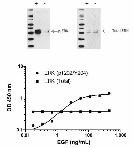ERK1/2 (pT202/Y204) ELISA Kit(AB176640)
