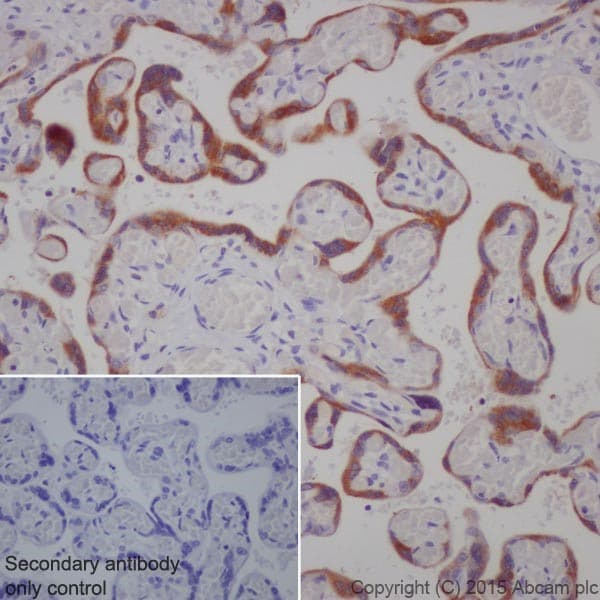 Granulin Antibody Epr15864 Low Endotoxin Azide Free Ab225532  Immunohistochemistry Formalin Pfa Fixed Paraffin Embedded Sections Img23748