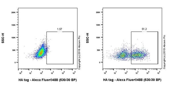 Anti-HA tag antibody [EPR22819-101](AB236632)