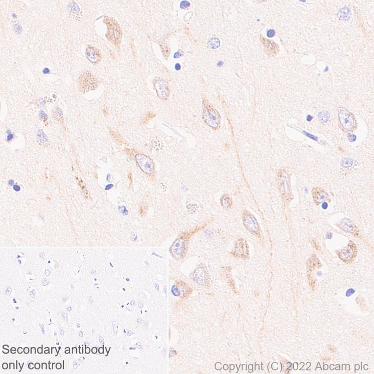 Anti-TRPC5 antibody [N67-15] - BSA and Azide Free(AB306596)