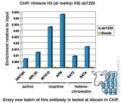 Histone H3 (K9 methylation) Panel (mono methyl K9, di methyl K9, tri methyl K9)(AB113754)