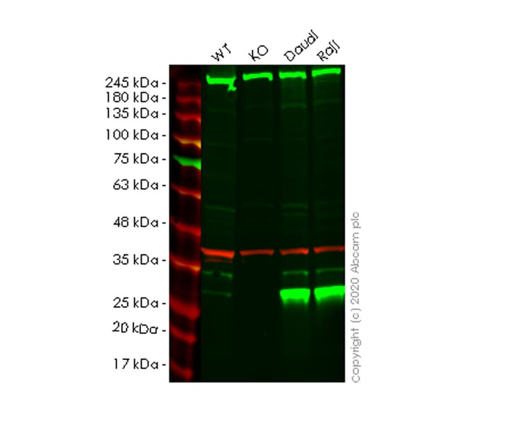 Anti-PSMB10/MECL1 antibody [EPR14902] - BSA and Azide free(AB240272)