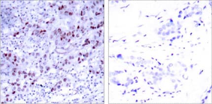 Anti-GATA1 antibody(AB28839)