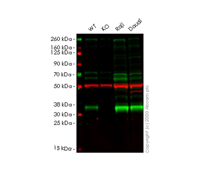 Anti-TREX1 antibody [EPR14985] - BSA and Azide free(AB236140)