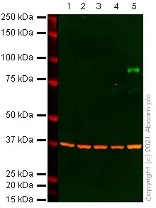 Anti-BRAF (mutated V600E) antibody [VE1](AB228461)