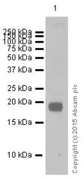 Anti-Claudin 5 antibody [EPR7583](AB131259)