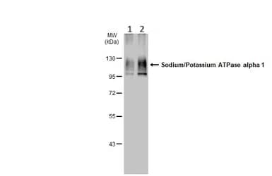 Anti-Sodium Potassium ATPase alpha 1 antibody [HL114](ab308329)