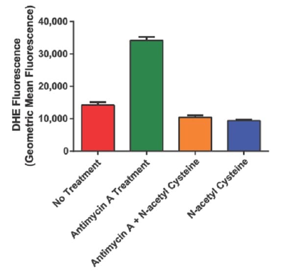DHE (Dihydroethidium) Assay Kit - Reactive Oxygen Species(ab236206)
