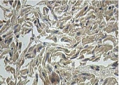 Aldh1l2 Antibody Ab113496  Immunohistochemistry Formalin Pfa Fixed Paraffin Embedded Sections Img64739