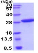 Recombinant Human METTL11A protein (His tag)(AB211312)