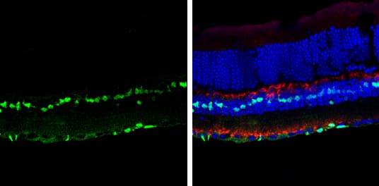 Anti-SOX2 antibody(AB137385)