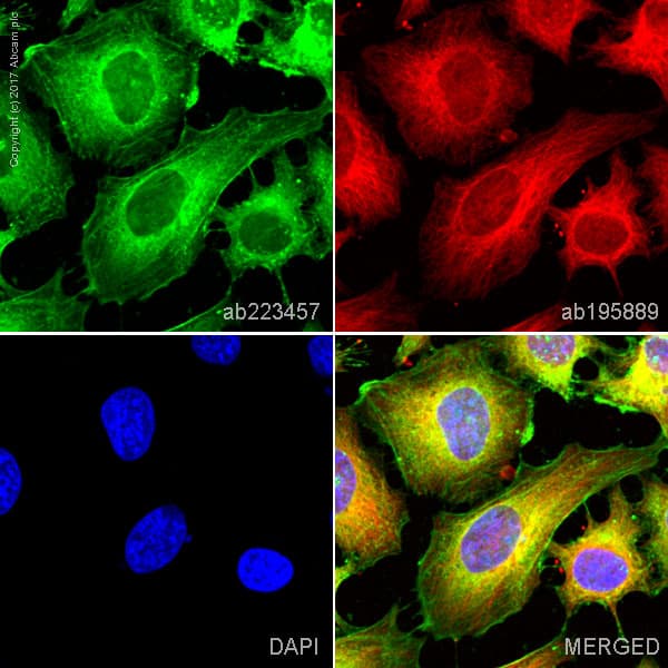 Alexa Fluor® 488 Anti-Actin antibody [EPR16875](AB223457)