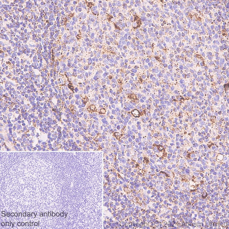 Anti-LAMP1 antibody [RM1217](AB320851)