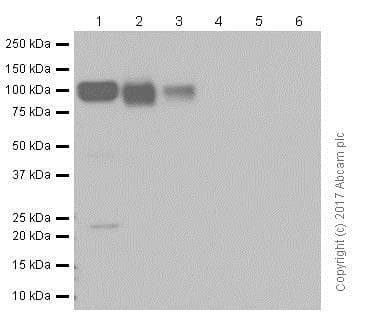 Anti-Sortilin/NT3 antibody [EPR15010] - BSA and Azide free(AB271955)