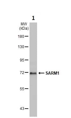 Anti-SARM antibody(AB226930)