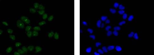 Anti-STAT3 antibody [EPR787Y](AB68153)