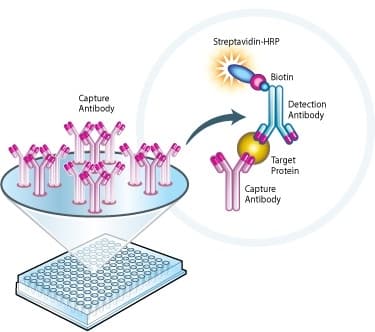 Fumarase Specific Activity Assay Kit(AB110043)