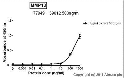 Anti-MMP13 antibody(AB39012)