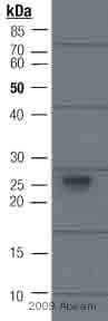 Anti-Myc tag antibody(AB9106)