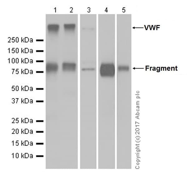 Anti-Von Willebrand Factor antibody [EPR18569-105] - BSA and Azide free(AB228523)